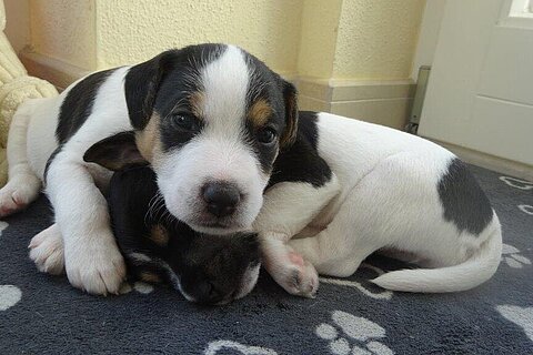 Junge Hunde