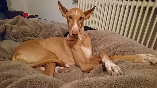 Kayla. Nach Doyas Tod am 18. Oktober 2009 zog am gleichen Tag Kayla bei mir ein. 