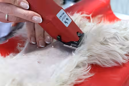 Sorgfältige Schur unter Schonung der Zitzen.