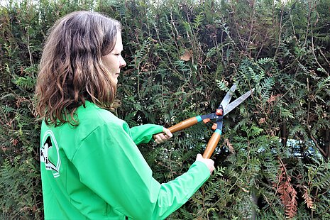 Im Sommer dürfen Hecken nur leicht zurückgeschnitten werden. Alles andere kann angezeigt werden. 