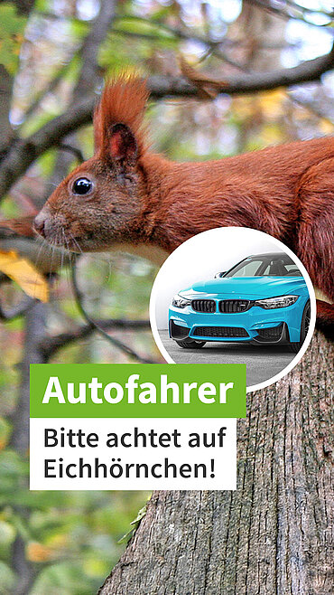 Ein Eichhörnchenauf einem Baum, daneben ein Foto eines Autos und der Text "Autofahrer: Bitte achtet auf Eichhörnchen!"