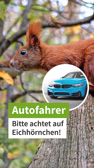 Ein Eichhörnchenauf einem Baum, daneben ein Foto eines Autos und der Text "Autofahrer: Bitte achtet auf Eichhörnchen!"