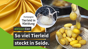 So viel Tierleid steckt in Seide (aktion tier-Kampagne)