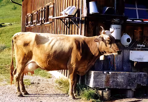 Früher wurden die Milchkühe auf den Almen von Hand gemolken.