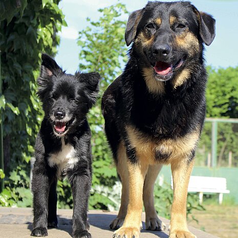 Wir wollen keine Tierheime bauen!