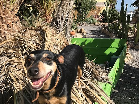 Die meisten Tiere werden auf Teneriffa vermittelt.