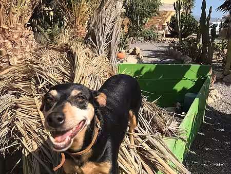 Die meisten Tiere werden auf Teneriffa vermittelt.
