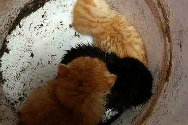 Im Eimer ausgesetzte Katzenbabys