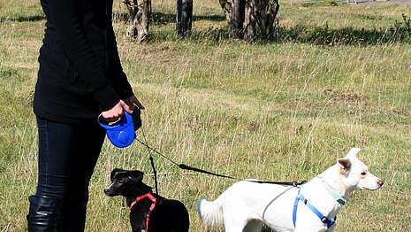 Schützen Sie Ihren Hund vor möglichen Vergiftungen durch ein entsprechendes Training.