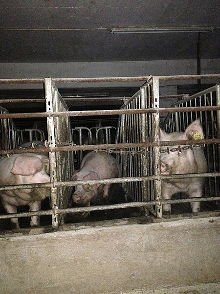 Schweine in engen Kastenständen