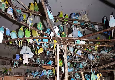 Der Halter von 1.700 Wellensittichen sah sich als Tierfreund. 