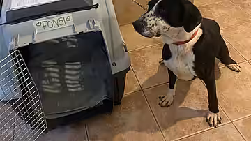 Fertig für die Reise in das neue Zuhause.