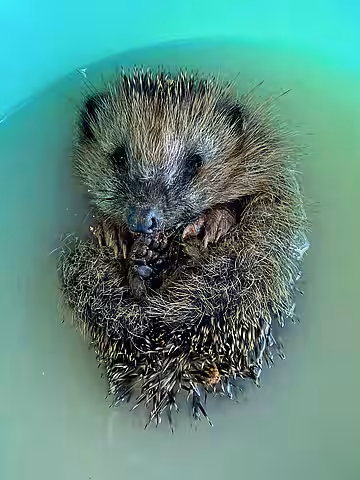 Ein Bad hilft gegen Pilzbefall.