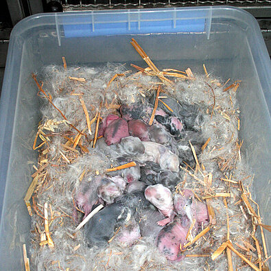 Kaninchenbabys