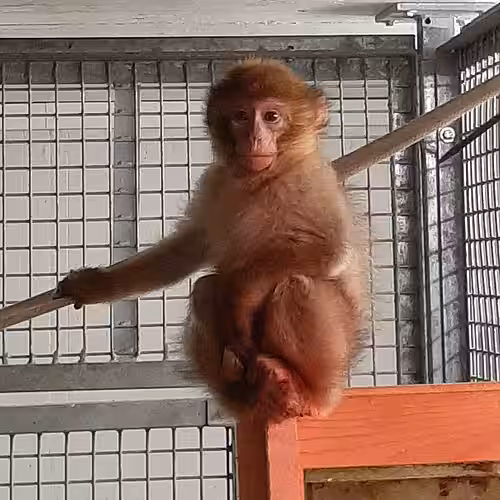 Berberaffe in Quarantäne