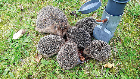 An einer selbstgebauten Rohrtränke können Igel und viele andere Wildtiere ihren Durst stillen.