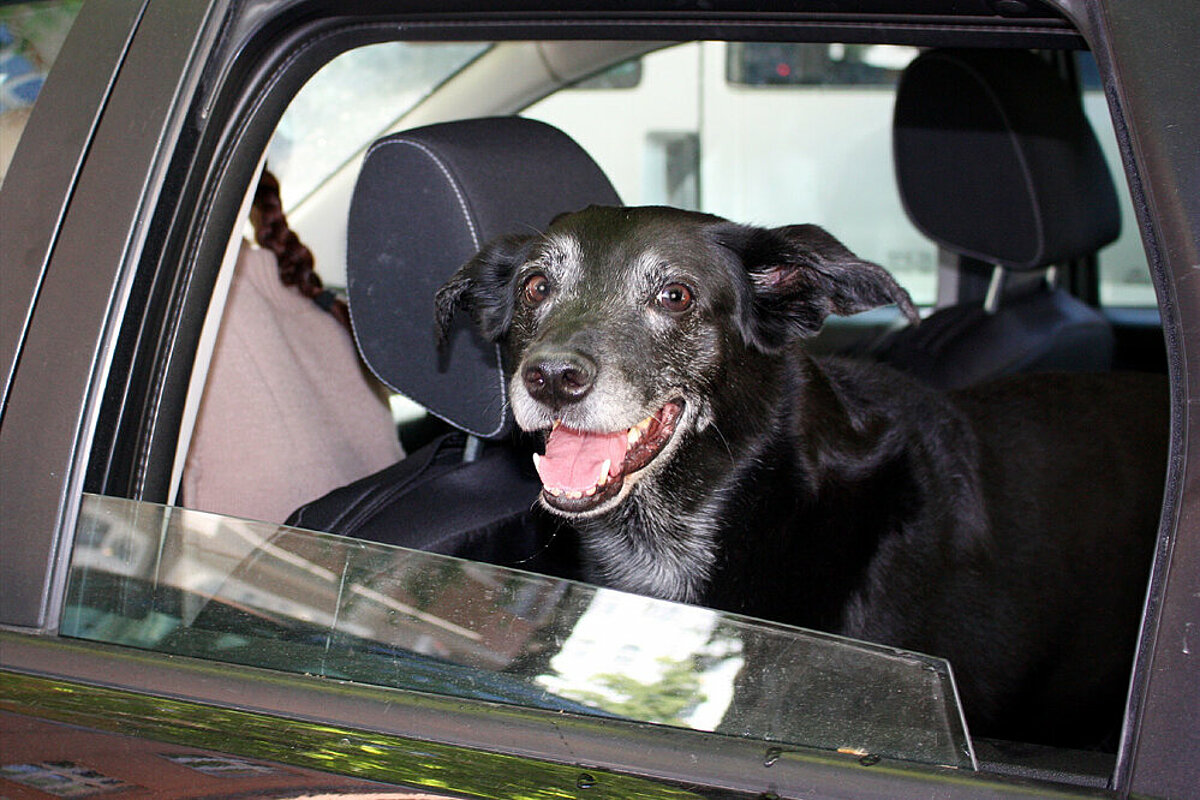 Sonnenschutz Auto Hund: So schützt du deinen Vierbeiner im Sommer! 
