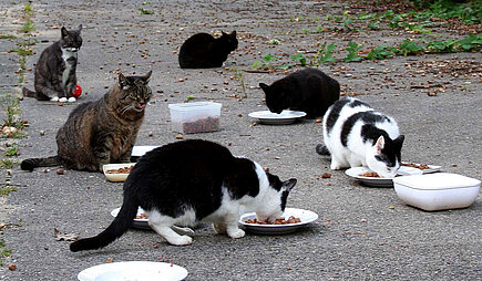 Straßenkatzen an einer Projekt "Kitty"-Futterstelle. Foto: © aktion tier e.V.