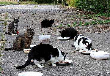 Straßenkatzen an einer Projekt "Kitty"-Futterstelle. Foto: © aktion tier e.V.
