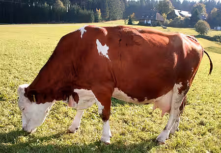 Milchkuh