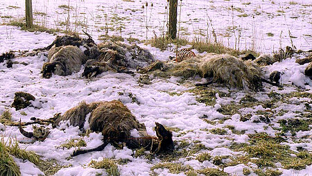 tote Schafe in Gosen