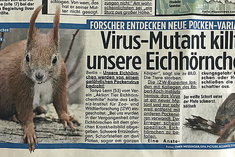 BILD, 09. August 2017 | "Virus Mutant killt unsere Eichhörnchen"
