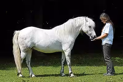 Ursachen bekämpfen statt Koppriemen und Co: Oft liegt die Lösung in einem besseren Miteinander. Foto: © aktion tier e.V.