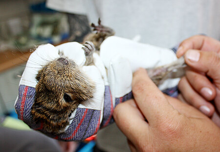 Degu bei der Untersuchung im aktion tier Tierheim