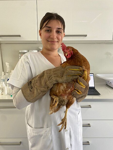 Ein Huhn in der Praxis von Dr. Tina Hölscher, Tierärztin bei aktion tier.