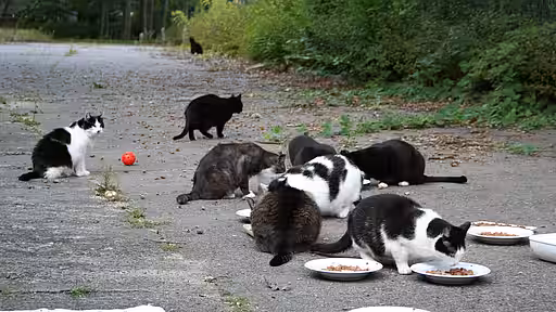 Betreute Straßenkatzen-Futterstelle.
