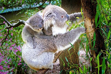 Koalajunges auf dem Rücken seiner Mutter