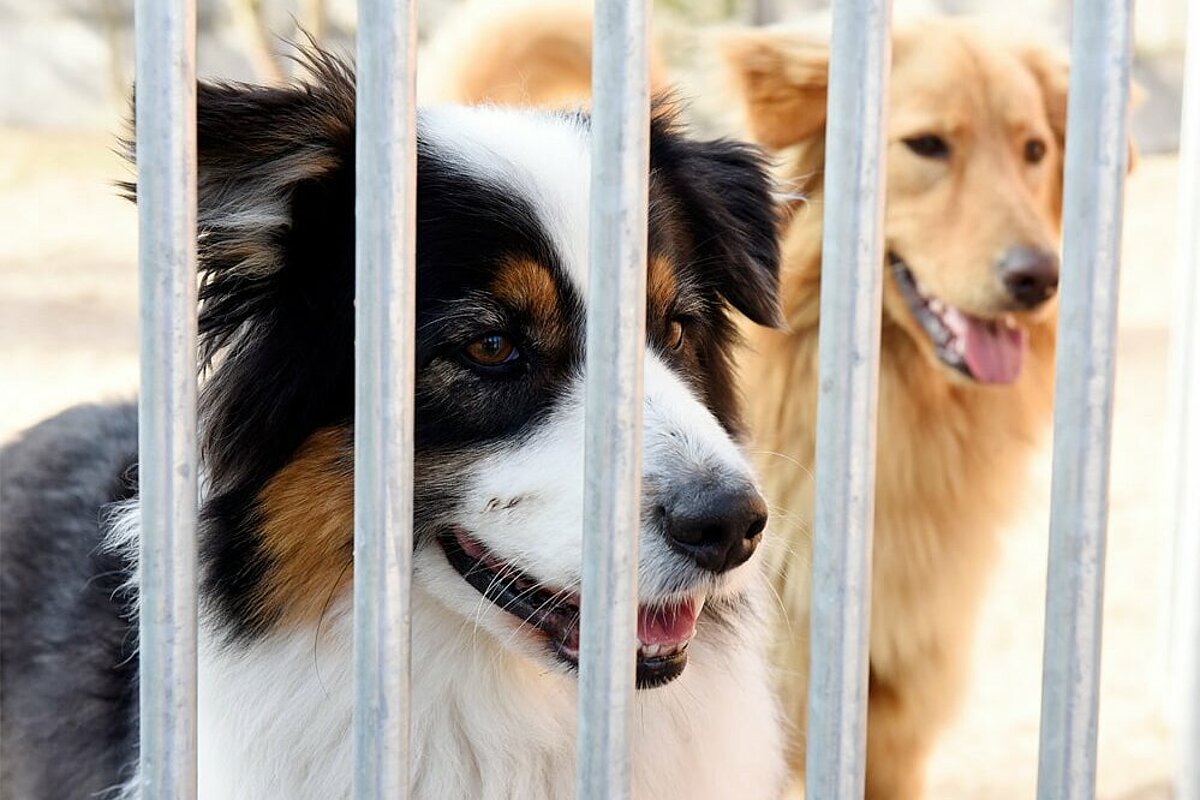 aktion tier – Menschen für Tiere e.V.: Worauf ich achten sollte, wenn ich einen Hund aus dem Tierheim möchte