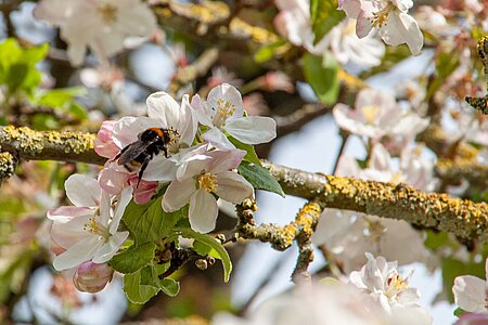 Obstbäume wie die Kirsche ziehen die Blütenbestäuber magisch an. 