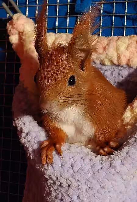 Junges Hörnchen, 7-8 Wochen alt.