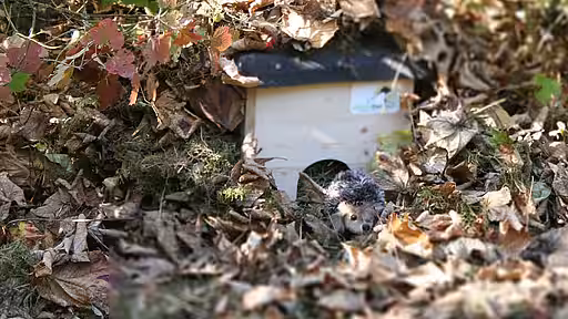 Igelhäuschen mit Laub