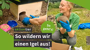 Thumbnail: Ein Igelhaus, die Tierärztin mit einem Igel in der Hand und der Text: So wildern wir einen Igel aus (aktion tier)
