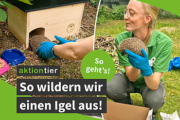 Thumbnail: Ein Igelhaus, die Tierärztin mit einem Igel in der Hand und der Text: So wildern wir einen Igel aus (aktion tier)