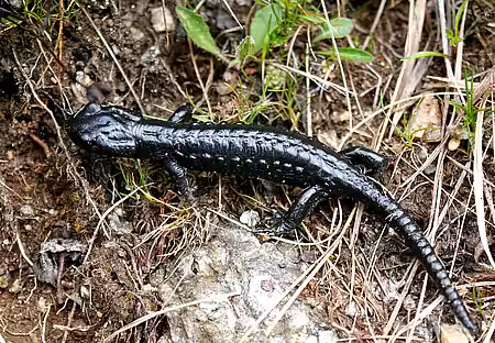 Alpensalamander (Salamandra atra).