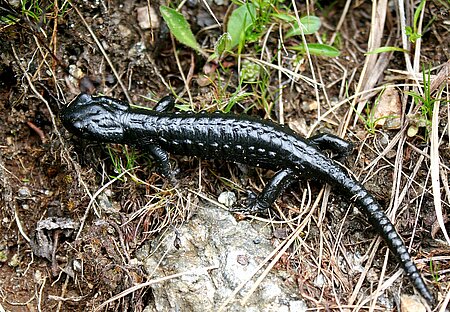 Alpensalamander (Salamandra atra).