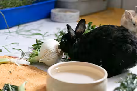 Kaninchen im aktion tier Tierheim Zossen