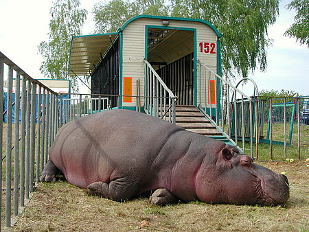 Noch immer werden Wildtiere im Zirkus gehalten