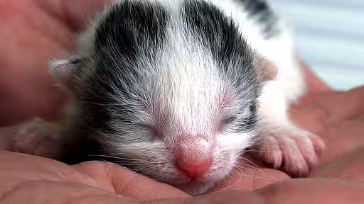 Natürlich werden auch verwaiste Katzenkinder aufgenommen und fürsorglich von Hand großgezogen. 