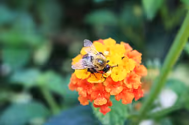 Hummel auf einer Blume