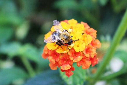 Hummel auf einer Blume