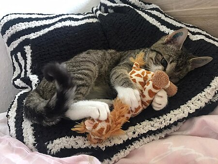 Katzenbaby Mino mit seinem Lieblingsspielzeug