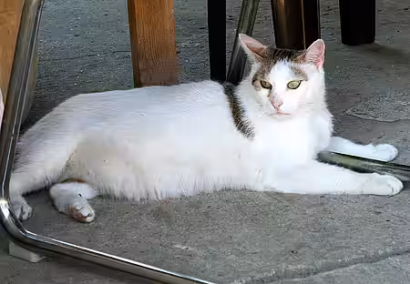 Übergewichtige Katze.