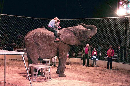 Elefant zur Belustigung von Besuchern 