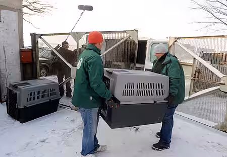 Verladung der beschlagnahmten Hunde. Abtransport der Kasernenhunde 2010. Foto: © aktion tier e.V.