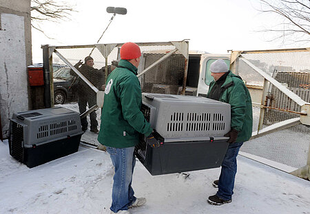 Abtransport der Kasernenhunde 2010. Foto: © aktion tier e.V.