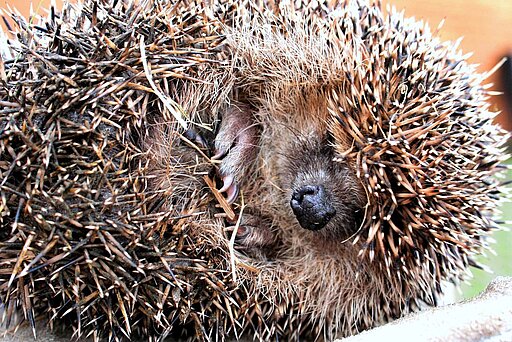 Igel beim Winterschlaf